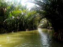 Water Coconut Forest 1