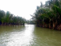 Water Coconut Forest 6