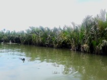 Water Coconut Forest